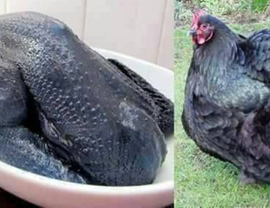 Курица с черным мясом фото