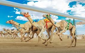 تحت رعاية خادم الحرمين الشريفين.. انطلاق مهرجان خادم الحرمين الشريفين للهجن في نسخته الثالثة بالرياض 23 يناير