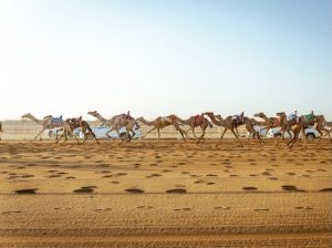 اختتام النسخة الثامنة لمهرجان ولي العهد للهجن وسط إشادات واسعة